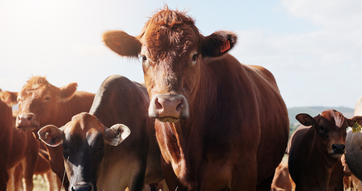 IA para una producción ganadera más eficiente y sostenible